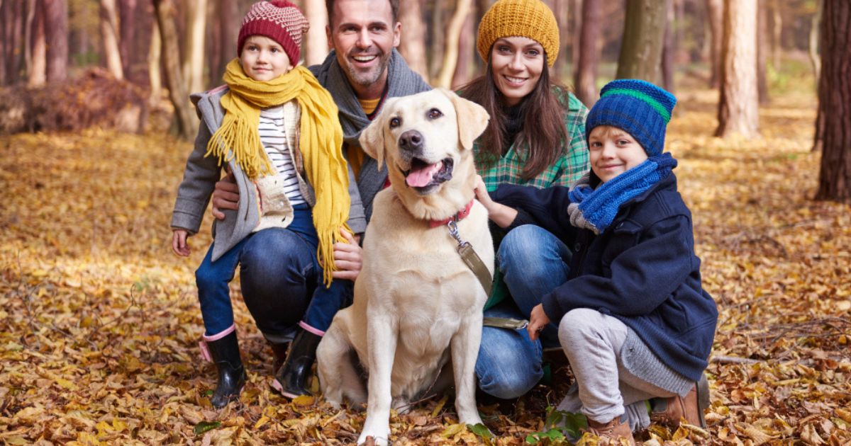 Finding the perfect nice family dog can make a big difference in your family's daily life. A good family dog should be affectionate, patient, intelligent, and comfortable around children and other pets.