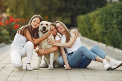 Finding the perfect nice family dog can make a big difference in your family's daily life. A good family dog should be affectionate, patient, intelligent, and comfortable around children and other pets.