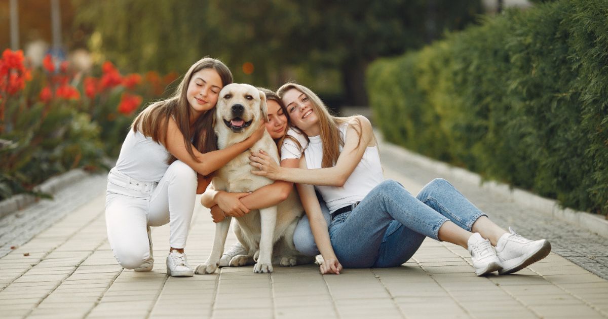 Finding the perfect nice family dog can make a big difference in your family's daily life. A good family dog should be affectionate, patient, intelligent, and comfortable around children and other pets.